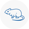 Rat Control Haslemere