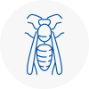 Haslemere Wasp Nest Removal